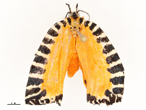  (tortmalaise01 - CBG-A67883-G10)  @11 [ ] CreativeCommons - Attribution Share - Alike (2025) CBG Photography Group Centre for Biodiversity Genomics