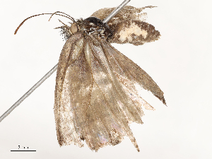  ( - CBG-A67884-E01)  @11 [ ] CreativeCommons - Attribution Share - Alike (2025) CBG Photography Group Centre for Biodiversity Genomics