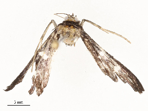  ( - CBG-A67884-E11)  @11 [ ] CreativeCommons - Attribution Share - Alike (2025) CBG Photography Group Centre for Biodiversity Genomics