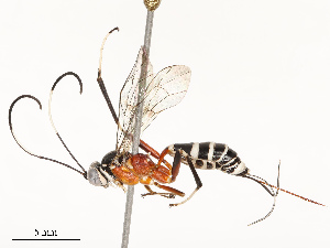  ( - CBG-A67906-D06)  @11 [ ] CreativeCommons - Attribution Share - Alike (2025) CBG Photography Group Centre for Biodiversity Genomics