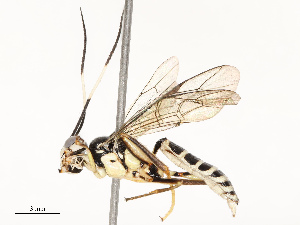  (Macrojoppa Malaise9782 - CBG-A67906-D12)  @11 [ ] CreativeCommons - Attribution Share - Alike (2025) CBG Photography Group Centre for Biodiversity Genomics