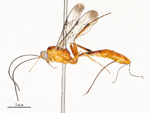  ( - CBG-A67906-H02)  @11 [ ] CreativeCommons - Attribution Share - Alike (2025) CBG Photography Group Centre for Biodiversity Genomics