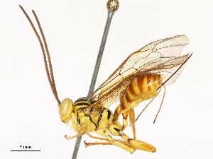  ( - CBG-A67908-C08)  @11 [ ] CreativeCommons - Attribution Share - Alike (2025) CBG Photography Group Centre for Biodiversity Genomics