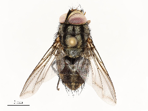  (Billaea Janzen4243 - CBG-A67908-E03)  @11 [ ] CreativeCommons - Attribution Share - Alike (2025) CBG Photography Group Centre for Biodiversity Genomics