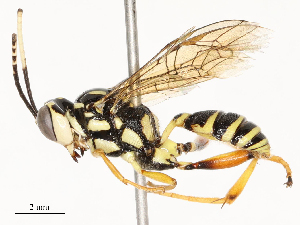  ( - CBG-A67908-G01)  @11 [ ] CreativeCommons - Attribution Share - Alike (2025) CBG Photography Group Centre for Biodiversity Genomics