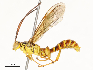  ( - CBG-A67908-G03)  @11 [ ] CreativeCommons - Attribution Share - Alike (2025) CBG Photography Group Centre for Biodiversity Genomics