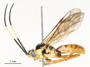  ( - CBG-A67912-B03)  @11 [ ] CreativeCommons - Attribution Share - Alike (2025) CBG Photography Group Centre for Biodiversity Genomics