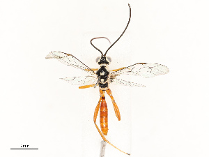  (cryptJanzen01 Malaise3104 - CBG-A67912-G09)  @11 [ ] CreativeCommons - Attribution Share - Alike (2025) CBG Photography Group Centre for Biodiversity Genomics