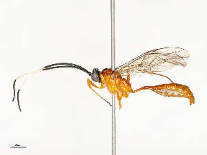  ( - CBG-A67913-A08)  @11 [ ] CreativeCommons - Attribution Share - Alike (2025) CBG Photography Group Centre for Biodiversity Genomics