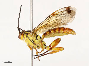  ( - CBG-A67913-A12)  @11 [ ] CreativeCommons - Attribution Share - Alike (2025) CBG Photography Group Centre for Biodiversity Genomics