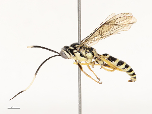  ( - CBG-A67913-B07)  @11 [ ] CreativeCommons - Attribution Share - Alike (2025) CBG Photography Group Centre for Biodiversity Genomics