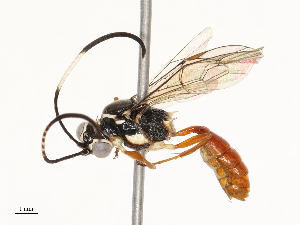  ( - CBG-A67913-C03)  @11 [ ] CreativeCommons - Attribution Share - Alike (2025) CBG Photography Group Centre for Biodiversity Genomics