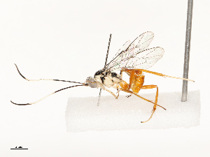  ( - CBG-A67913-C08)  @11 [ ] CreativeCommons - Attribution Share - Alike (2025) CBG Photography Group Centre for Biodiversity Genomics
