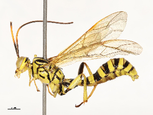  ( - CBG-A67913-D08)  @11 [ ] CreativeCommons - Attribution Share - Alike (2025) CBG Photography Group Centre for Biodiversity Genomics