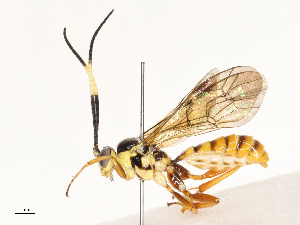  ( - CBG-A67913-F07)  @11 [ ] CreativeCommons - Attribution Share - Alike (2025) CBG Photography Group Centre for Biodiversity Genomics