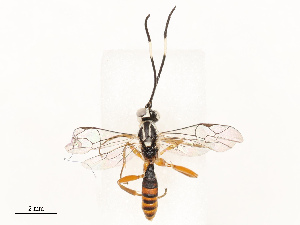  ( - CBG-A67916-D07)  @11 [ ] CreativeCommons - Attribution Share - Alike (2025) CBG Photography Group Centre for Biodiversity Genomics