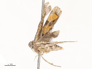  ( - CBG-A67943-B06)  @11 [ ] CreativeCommons - Attribution Share - Alike (2025) CBG Photography Group Centre for Biodiversity Genomics
