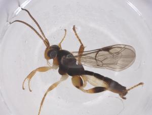  ( - CBG-A68015-G03)  @11 [ ] CreativeCommons - Attribution Share - Alike (2025) Centre for Biodiversity Genomics Centre for Biodiversity Genomics