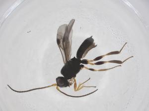  ( - CBG-A68016-E02)  @11 [ ] CreativeCommons - Attribution Share - Alike (2025) Centre for Biodiversity Genomics Centre for Biodiversity Genomics