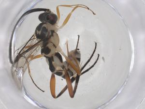  ( - CBG-A68017-E09)  @11 [ ] CreativeCommons - Attribution Share - Alike (2025) Centre for Biodiversity Genomics Centre for Biodiversity Genomics