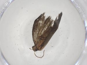  (tortMalaise01 Malaise8035 - CBG-A68035-B05)  @11 [ ] CreativeCommons - Attribution Share - Alike (2025) Centre for Biodiversity Genomics Centre for Biodiversity Genomics