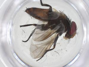  (Argyrochaetona Janzen9592 - CBG-A68036-F11)  @11 [ ] CreativeCommons - Attribution Share - Alike (2025) Centre for Biodiversity Genomics Centre for Biodiversity Genomics