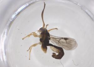  ( - CBG-A68037-E07)  @11 [ ] CreativeCommons - Attribution Share - Alike (2025) Centre for Biodiversity Genomics Centre for Biodiversity Genomics