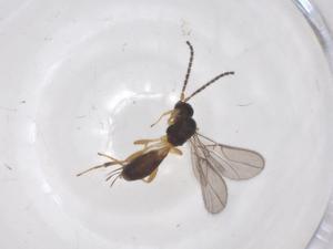  ( - CBG-A68037-F07)  @11 [ ] CreativeCommons - Attribution Share - Alike (2025) Centre for Biodiversity Genomics Centre for Biodiversity Genomics