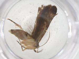  ( - CBG-A68038-B01)  @11 [ ] CreativeCommons - Attribution Share - Alike (2025) Centre for Biodiversity Genomics Centre for Biodiversity Genomics