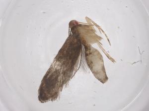  ( - CBG-A68040-A11)  @11 [ ] CreativeCommons - Attribution Share - Alike (2025) Centre for Biodiversity Genomics Centre for Biodiversity Genomics