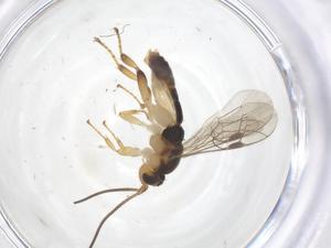  ( - CBG-A68041-H01)  @11 [ ] CreativeCommons - Attribution Share - Alike (2025) Centre for Biodiversity Genomics Centre for Biodiversity Genomics