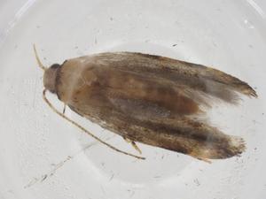  (gelMalaise01 Malaise9769 - CBG-A68042-B03)  @11 [ ] CreativeCommons - Attribution Share - Alike (2025) Centre for Biodiversity Genomics Centre for Biodiversity Genomics