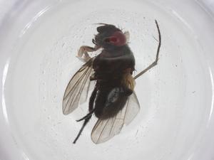  ( - CBG-A68042-F03)  @11 [ ] CreativeCommons - Attribution Share - Alike (2025) Centre for Biodiversity Genomics Centre for Biodiversity Genomics