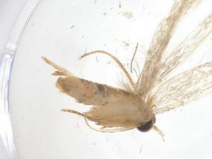  ( - CBG-A68044-D01)  @11 [ ] CreativeCommons - Attribution Share - Alike (2025) Centre for Biodiversity Genomics Centre for Biodiversity Genomics