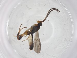  ( - CBG-A68131-A04)  @11 [ ] CreativeCommons - Attribution Share - Alike (2025) Centre for Biodiversity Genomics Centre for Biodiversity Genomics