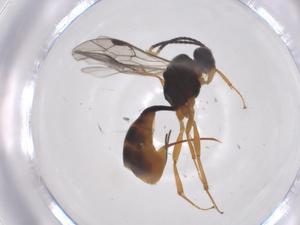  ( - CBG-A68135-G10)  @11 [ ] CreativeCommons - Attribution Share - Alike (2025) Centre for Biodiversity Genomics Centre for Biodiversity Genomics