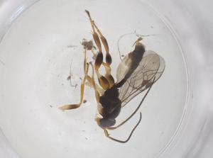  ( - CBG-A68136-A11)  @11 [ ] CreativeCommons - Attribution Share - Alike (2025) Centre for Biodiversity Genomics Centre for Biodiversity Genomics