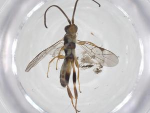  ( - CBG-A68137-G10)  @11 [ ] CreativeCommons - Attribution Share - Alike (2025) Centre for Biodiversity Genomics Centre for Biodiversity Genomics