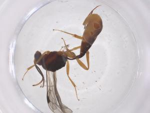  ( - CBG-A68145-A05)  @11 [ ] CreativeCommons - Attribution Share - Alike (2025) Centre for Biodiversity Genomics Centre for Biodiversity Genomics