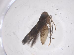  (gelMalaise01 Malaise8145 - CBG-A68145-B04)  @11 [ ] CreativeCommons - Attribution Share - Alike (2025) Centre for Biodiversity Genomics Centre for Biodiversity Genomics