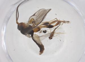  ( - CBG-A68149-B06)  @11 [ ] CreativeCommons - Attribution Share - Alike (2025) Centre for Biodiversity Genomics Centre for Biodiversity Genomics