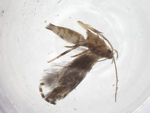  ( - CBG-A68153-H06)  @11 [ ] CreativeCommons - Attribution Share - Alike (2025) Centre for Biodiversity Genomics Centre for Biodiversity Genomics