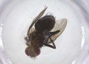  ( - CBG-A68175-E01)  @11 [ ] CreativeCommons - Attribution Share - Alike (2025) Centre for Biodiversity Genomics Centre for Biodiversity Genomics