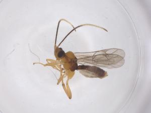  ( - CBG-A68179-A10)  @11 [ ] CreativeCommons - Attribution Share - Alike (2025) Centre for Biodiversity Genomics Centre for Biodiversity Genomics