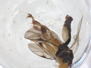  ( - CBG-A68201-F10)  @11 [ ] CreativeCommons - Attribution Share - Alike (2025) Centre for Biodiversity Genomics Centre for Biodiversity Genomics