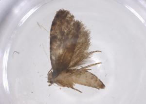  (tortMalaise01 Malaise8204 - CBG-A68204-F09)  @11 [ ] CreativeCommons - Attribution Share - Alike (2025) Centre for Biodiversity Genomics Centre for Biodiversity Genomics