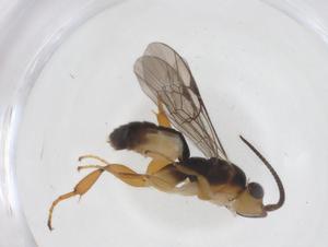  ( - CBG-A68212-B02)  @11 [ ] CreativeCommons - Attribution Share - Alike (2025) Centre for Biodiversity Genomics Centre for Biodiversity Genomics