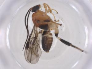  ( - CBG-A68260-B05)  @11 [ ] CreativeCommons - Attribution Share - Alike (2025) Centre for Biodiversity Genomics Centre for Biodiversity Genomics