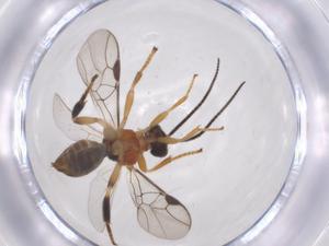  ( - CBG-A68260-F11)  @11 [ ] CreativeCommons - Attribution Share - Alike (2025) Centre for Biodiversity Genomics Centre for Biodiversity Genomics