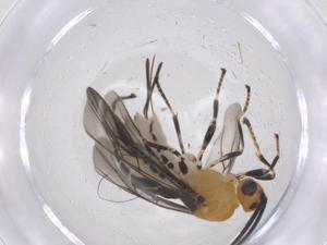  ( - CBG-A68263-D03)  @11 [ ] CreativeCommons - Attribution Share - Alike (2025) Centre for Biodiversity Genomics Centre for Biodiversity Genomics